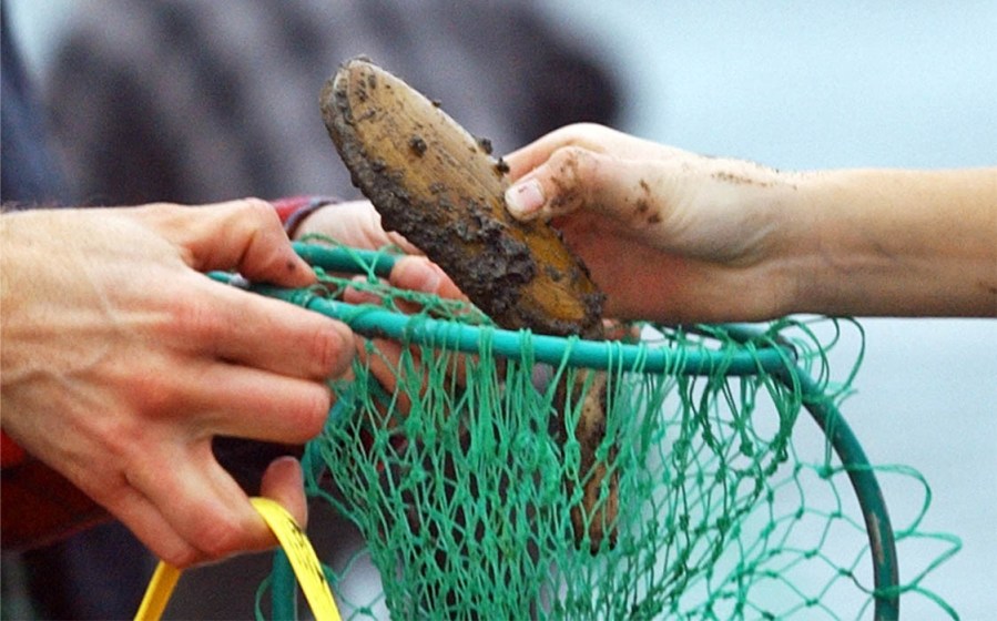 RAZOR CLAMS_1517837728653