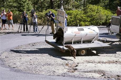 Reno news crews watch in the mountains above Lake Tahoe on Wednesday, Sept. 2, 2015, as Nevada Department of Wildlife officials release a mother bear and cub trapped the day before on the lake's north shore near Crystal Bay, Nev. The vast majority...