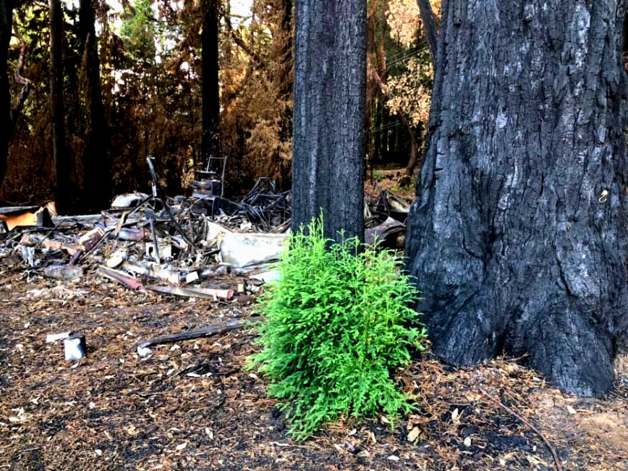 New growth after CZU wildfire