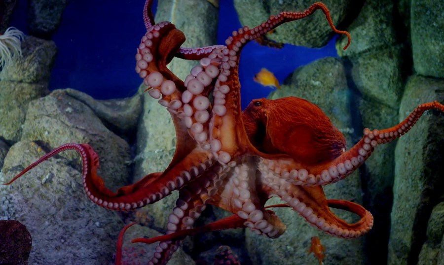 Monterey Bay Aquarium