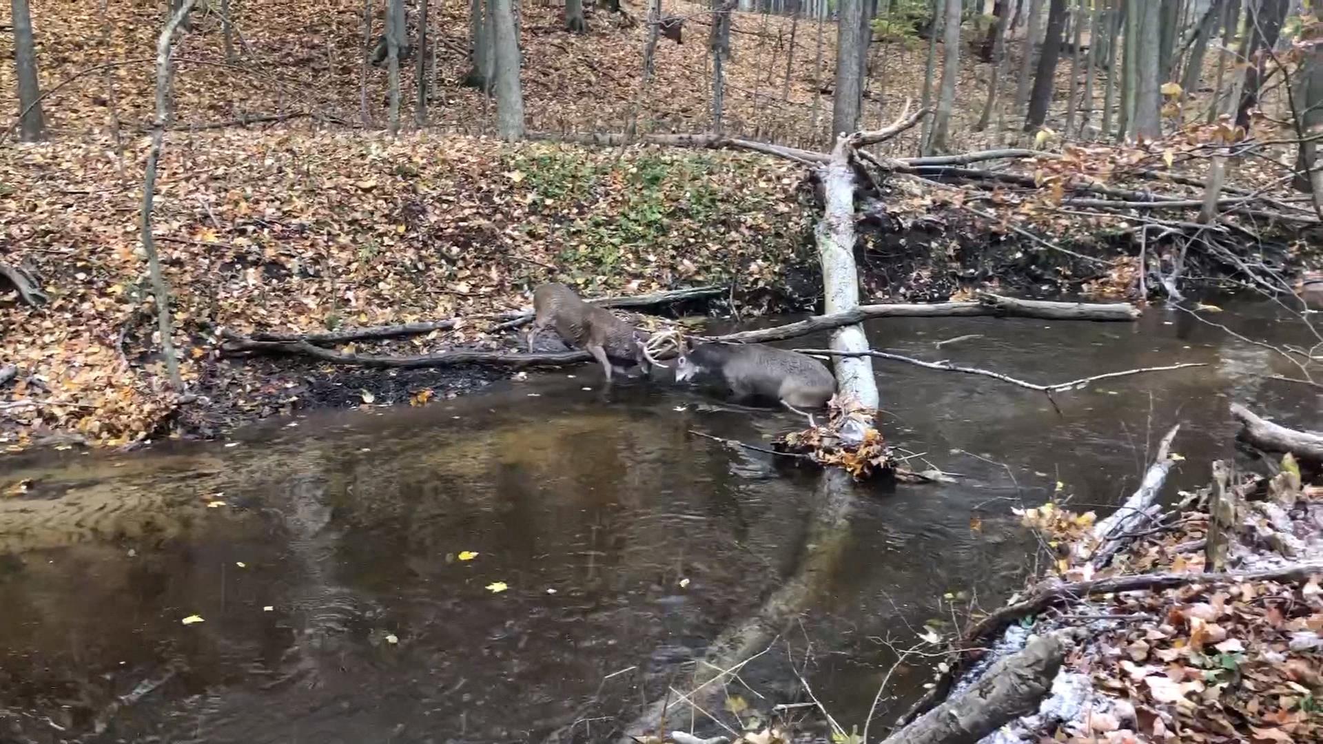 deer rescue