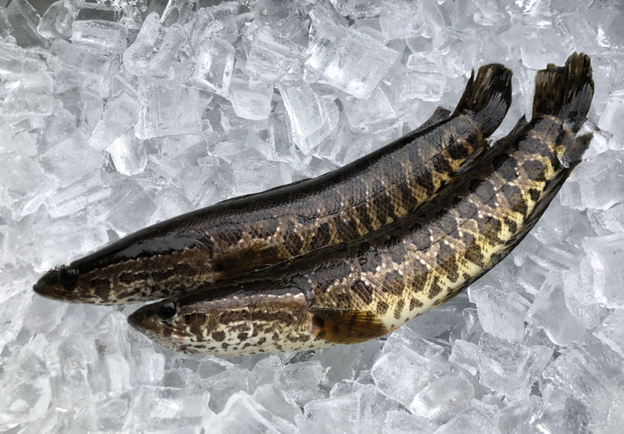 Juvenile northern snakehead on ice